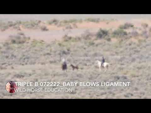 Triple B Roundup July 22, 2022: Baby Injury