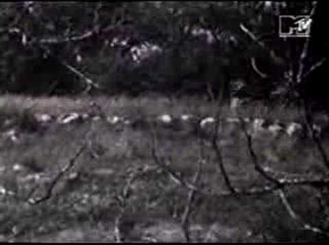 Butthole Surfers — The Hurdy Gurdy Man (Hi-Fi VideoClip 1991