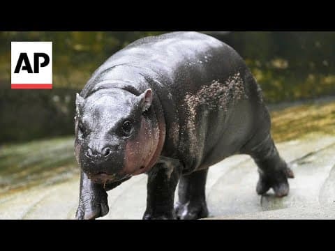Thai zoo home to internet sensation Moo Deng is patenting the pygmy hippo