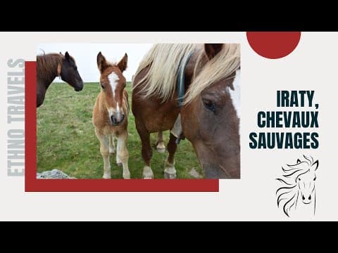 CHEVAUX SAUVAGES à IRATY - Okabé