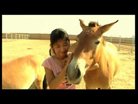 【点击中国】Chinese Touch: The Xinjiang Wild Horse 新疆野马