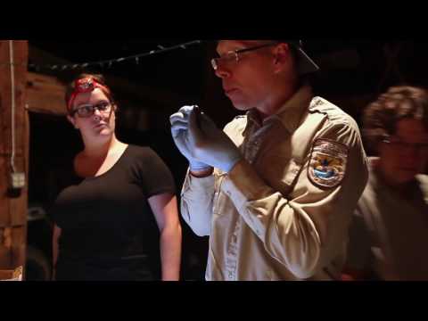 Survivor: bats against white-nose syndrome