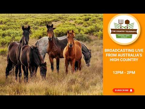 Live recording of the Panel on The Country Telegraph, 17th July, 2026.