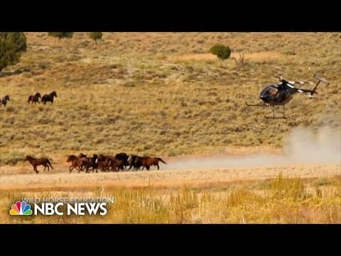 Wild horses die in Nevada roundup