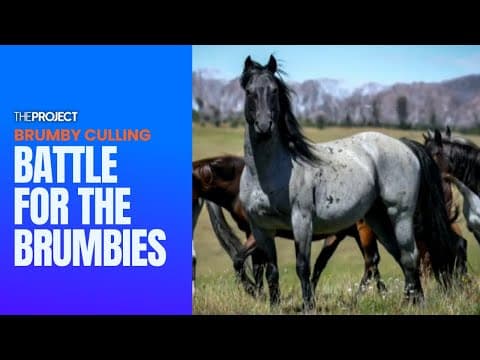 Battle For The Brumbies In New South Wales & Victoria Continues As Populations Explode