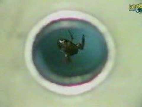 The levitating frog, ten seconds of it