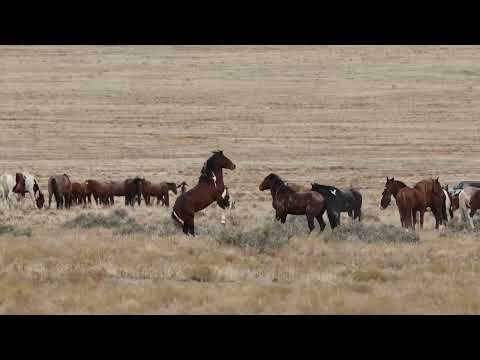 Onaqui North Herd - Bachelor Stallions Play and Spar Nov 2025