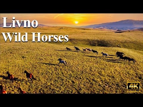 A Thousand Wild Horses Found Their Home || Livno Bosnia and Herzegovina || Wild Horses Roaming Free