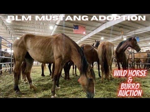 BLM Wild Mustang & Burro Adoption & Auction: Bring Home Your Own Wild Horse -Looking New Project