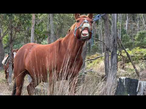 Daisy the Rehomed Kosciuszko Brumby - Tasmania