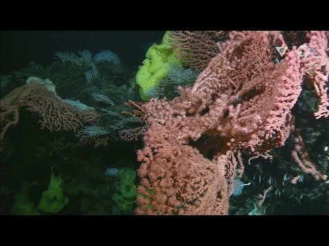 Expedition to Sur Ridge: Exploring deep-sea coral and sponge gardens just off Big Sur