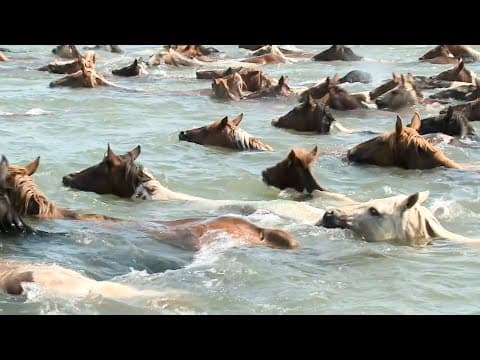 The 98th annual Chincoteague Island Pony Swim