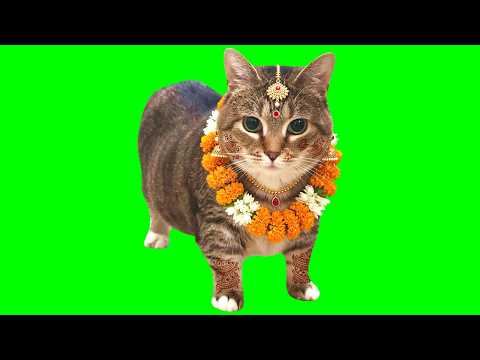 INDIA - OIIA OIIA (Spinning CAT)