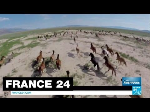 États-Unis : Les Mustangs, ces chevaux sauvages mystiques, cauchemar des agriculteurs