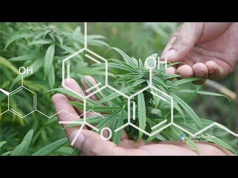 Dana-Farber on cannabis use during cancer treatment