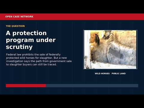Wild Horse Sales, Slaughter Allegations, and Arizona’s Pause