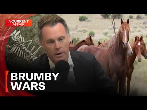 Controversy around wild horse management in NSW's Snowy Mountains | A Current Affair