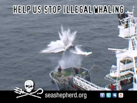 Sea Shepherd Sails into Times Square with Their First Outdoor Advertising Campaign