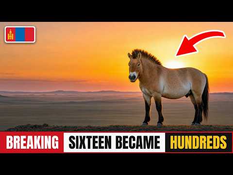 In 1992 Sixteen Wild Horses Returned to the Mongolian Steppe. Thirty Years On, I Counted the Herd