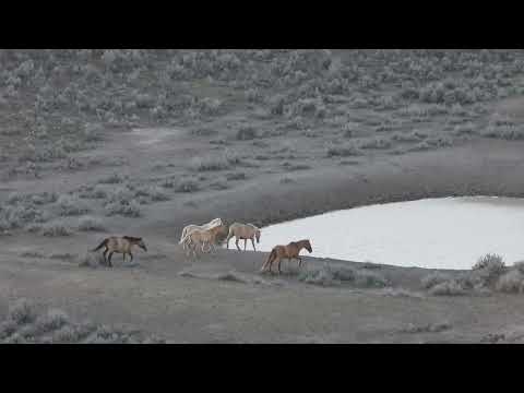 Let The Mustang Zoomies Begin - Scene and Herd Wild Horses