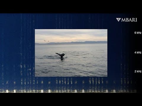An enchanting winter whale song from deep below Monterey Bay