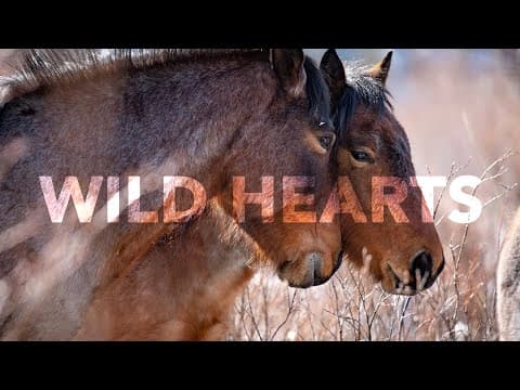 DOCUMENTARY :: WILD HEARTS - Wild Horses In Alberta are in danger