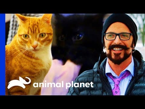 Jackson Galaxy meets cat celebrities Cole & Marmalade