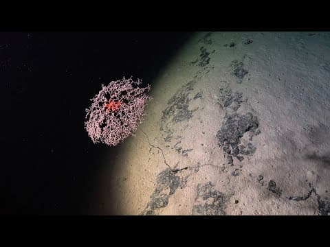 Guaranteed Discovery | Seamounts of the Southeast Pacific - Week 1