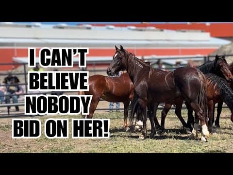 MUSTANG Auction ~ These wild horses were gorgeous!