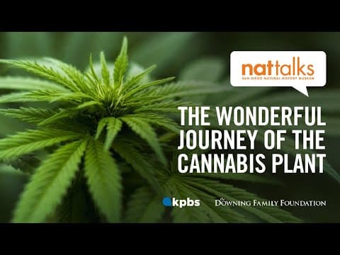 The wonderful journey of the cannabis plant