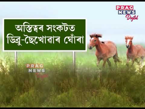Feral Horses residing in existence in danger at Dibru-Saikhowa National Park