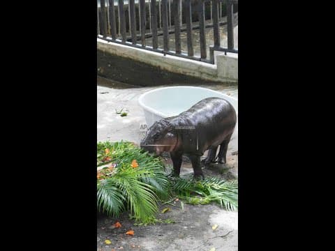 Moo Deng celebrates first birthday at zoo in Thailand
