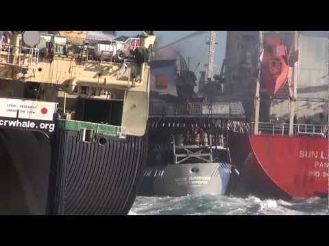 Bob Barker gets sandwiched and rammed between poacher Nisshin Maru and fuel tanker Sun Laurel