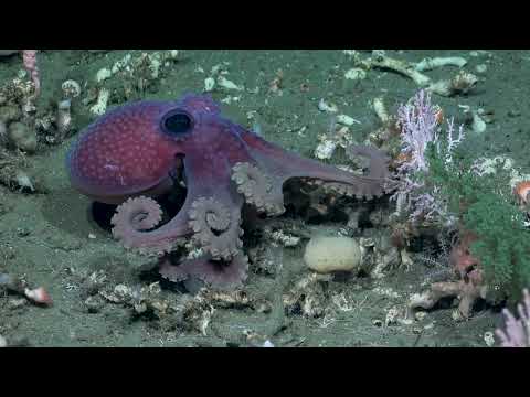 Underwater oases of the Mar del Plata Canyon