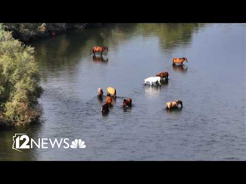 Salt River wild horses will remain in East Valley for two years under new state plan