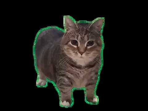 OIIA CAT PHONK REMIX