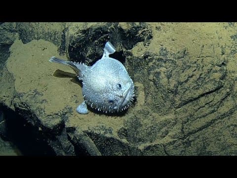Monkfish Sits on Geometric Columnar Basalt | Nautilus Live