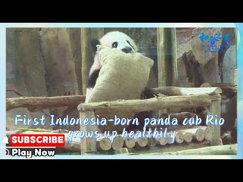 Indonesia's first panda cub
