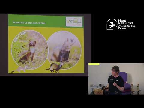 Vincent Wildlife Trust - The Manx Stoat - It's All in the Tail! Manx Wildlife Week 2025