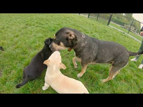 Spelende pups