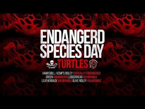 Extinction is Forever: Sea Turtles
