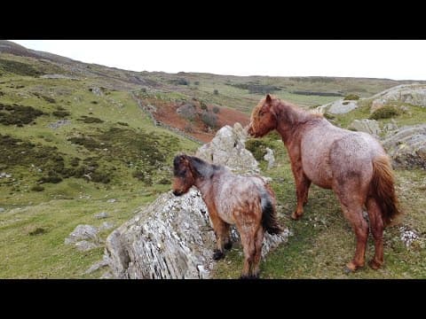 The Carneddau Ponies