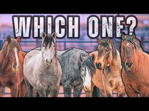 Help me Adopt my FIRST MUSTANG! Choosing 1 out of 1,000 horses!