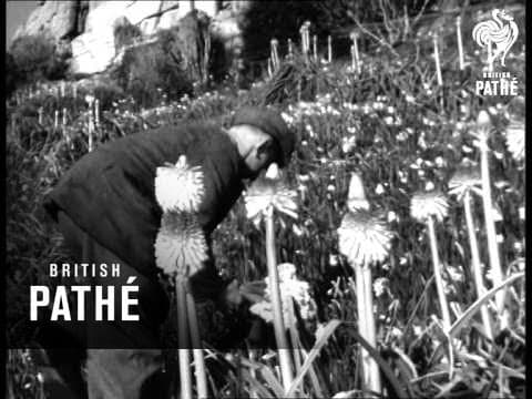 St Michael's Mount Filmed by British Pathe, 1949