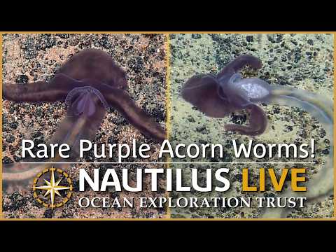 Rare Purple Acorn Worms in the Deep-Sea of the Marianas! | Nautilus Live