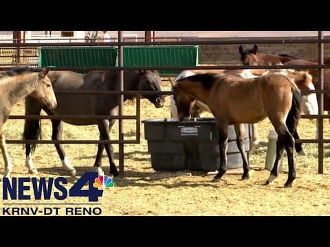 Where do rounded up Nevada wild horses go? A look inside BLM's adoption facility north of Reno