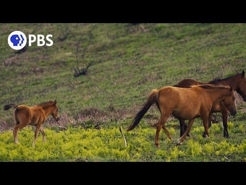 Meet Portugal's 20,000-Year-Old Wild Horses