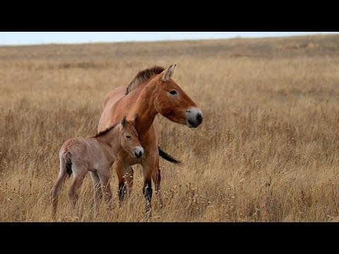 Is it true that the horse was first tamed in Kazakhstan?