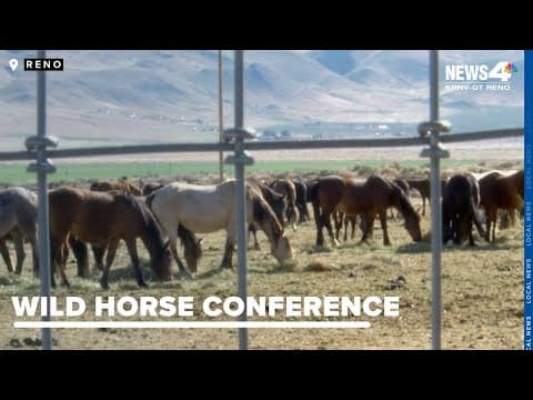 Wild horse advocates host annual conference in Reno, tour BLM horse holding facility
