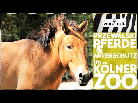 Przewalski-PFERDE im Kölner Zoo | zoos.media